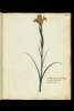  Fol. 35 

Iris bulbosa, luteo flore angostifolia Clusij
Hyacinthus Poetarum luteus
Sisirychium (?) Cordi.
